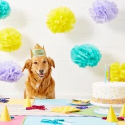 Frisco Happy Birthday Dog & Cat Crown -Frisco 153665 PT5. AC SS1800 V1551231039