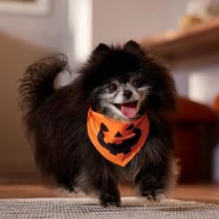 Frisco Jack O' Lantern Pumpkin Dog & Cat Bandana -Frisco 158934 PT4. AC SS1800 V1564430535