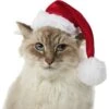 Frisco Holiday Dog & Cat Santa Hat, 1 Count -Frisco 160054 MAIN. AC SS1800 V1663948847