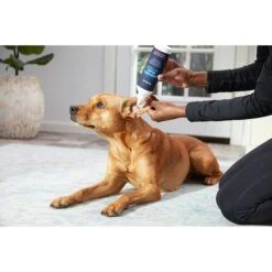 Frisco Anti-Bacterial And Anti-Fungal Ear Flush Cleaner For Cats & Dogs, 12-oz Bottle 10 Frisco Anti-Bacterial And Anti-Fungal Ear Flush Cleaner For Cats & Dogs, 12-oz Bottle -Frisco 178705 PT3. AC SS1800 V1582124328