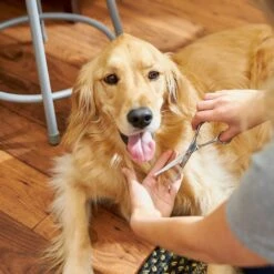 Frisco Curved-Tip Dog & Cat Shears -Frisco 206897 PT6. AC SS1800 V1680186158