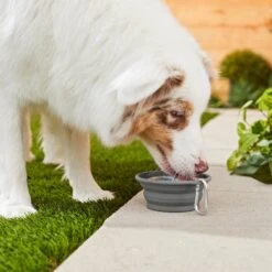 Frisco Silicone Collapsible Travel Bowl With Carabiner -Frisco 216036 PT7. AC SS1800 V1605656224