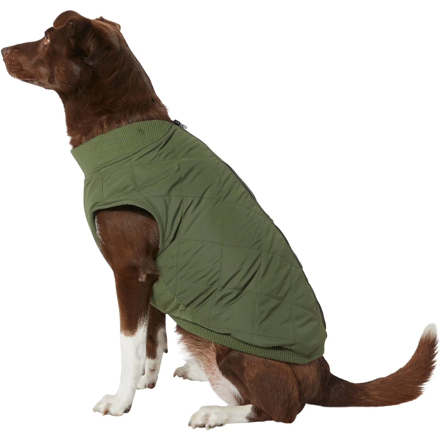 Frisco Lightweight Insulated Bomber Dog & Cat Jacket 3 Frisco Lightweight Insulated Bomber Dog & Cat Jacket