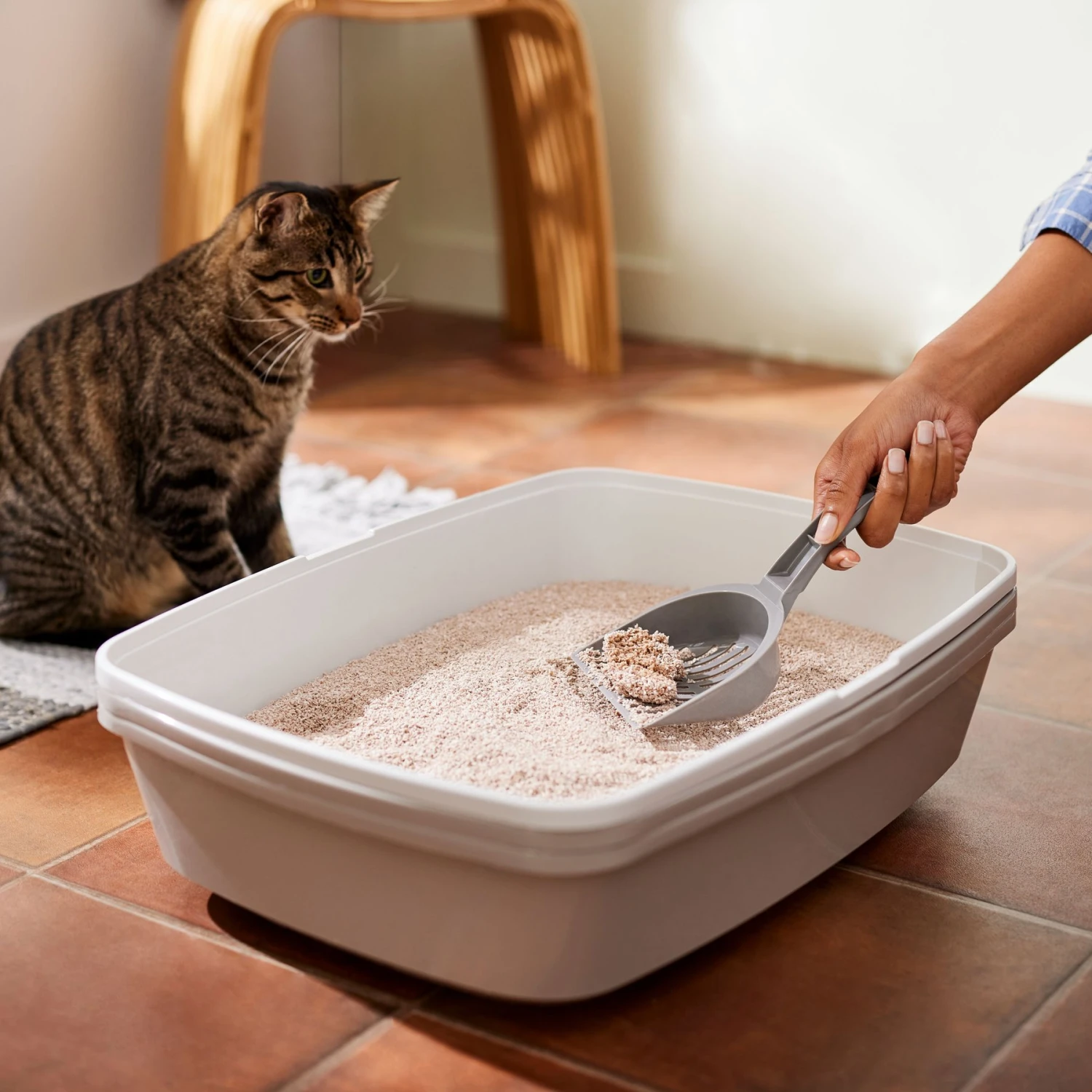 Frisco Natural Lightly Scented Clumping Grass Cat Litter 7 Frisco Natural Lightly Scented Clumping Grass Cat Litter - Image 5