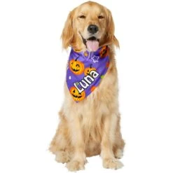 Frisco Halloween Pumpkins Personalized Dog & Cat Bandana -Frisco 242815 PT6. AC SS1800 V1618509475