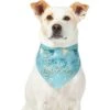 Frisco It's My Birthday Dog & Cat Bandana, Blue -Frisco 248697 MAIN. AC SS1800 V1633058781