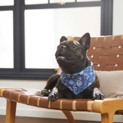 Frisco Fall Vibes Dog & Cat Bandana -Frisco 267913 PT5. AC SS1800 V1637722289