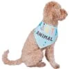 Frisco Party Animal Dog & Cat Bandana -Frisco 315136 MAIN. AC SS1800 V1646438241