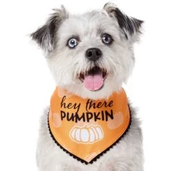 Frisco Hey There Pumpkin Dog & Cat Bandana 11 Frisco Hey There Pumpkin Dog & Cat Bandana -Frisco 706374 PT2. AC SS1800 V1690478413