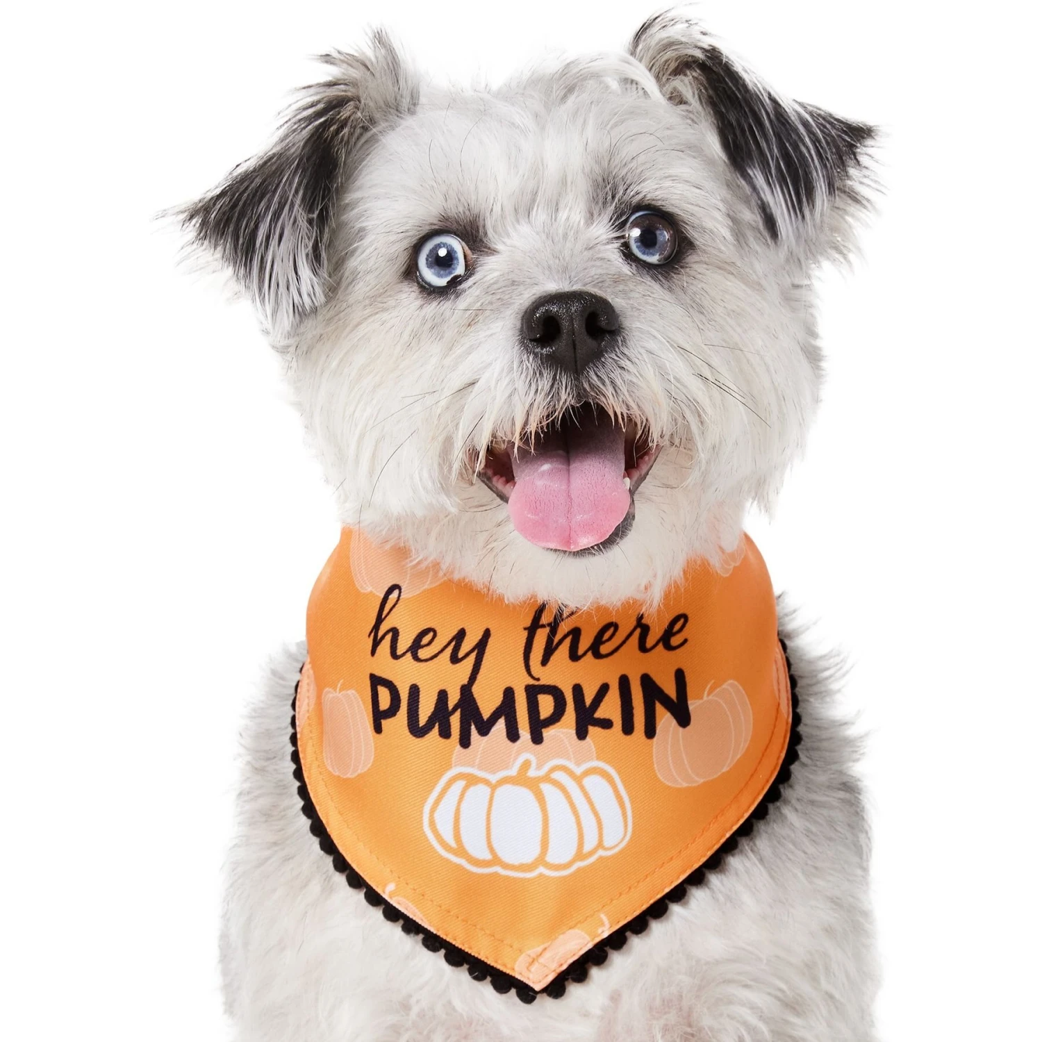 Frisco Hey There Pumpkin Dog & Cat Bandana 5 Frisco Hey There Pumpkin Dog & Cat Bandana - Image 3