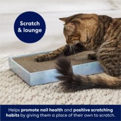 Frisco Double-Wide Cat Scratcher Toy Refill With Catnip, 2 Count & Frisco Double-Wide Cat Scratcher Toy With Catnip -Frisco 933566 PT7. AC SS1800 V1692304490