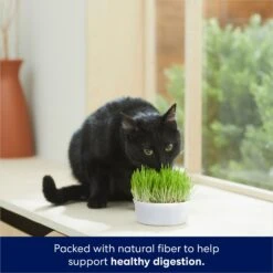 Frisco Natural Cat Grass Growing Kit -Frisco 944102 PT3. AC SS1800 V1701364933