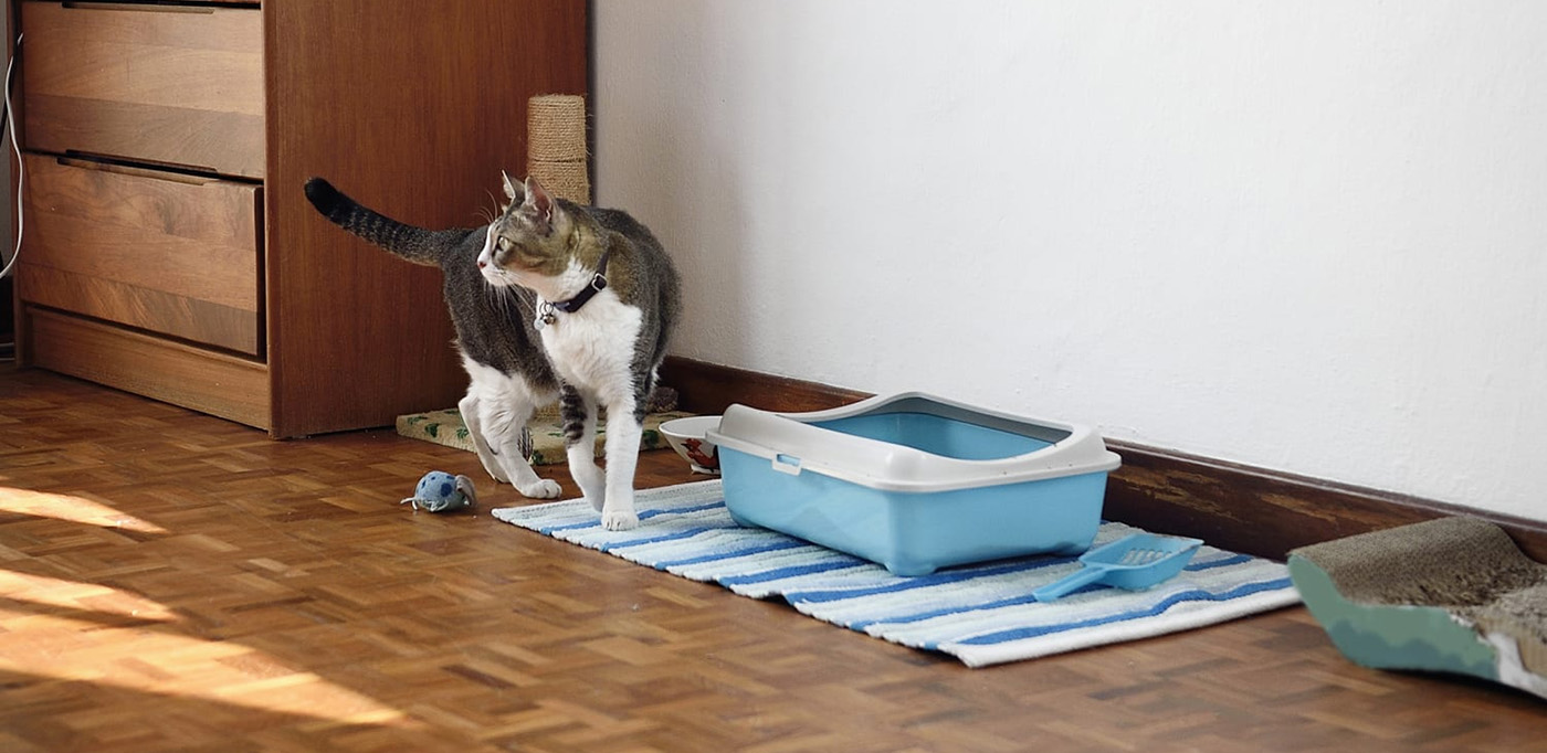 Frisco 1 Frisco -Frisco 3